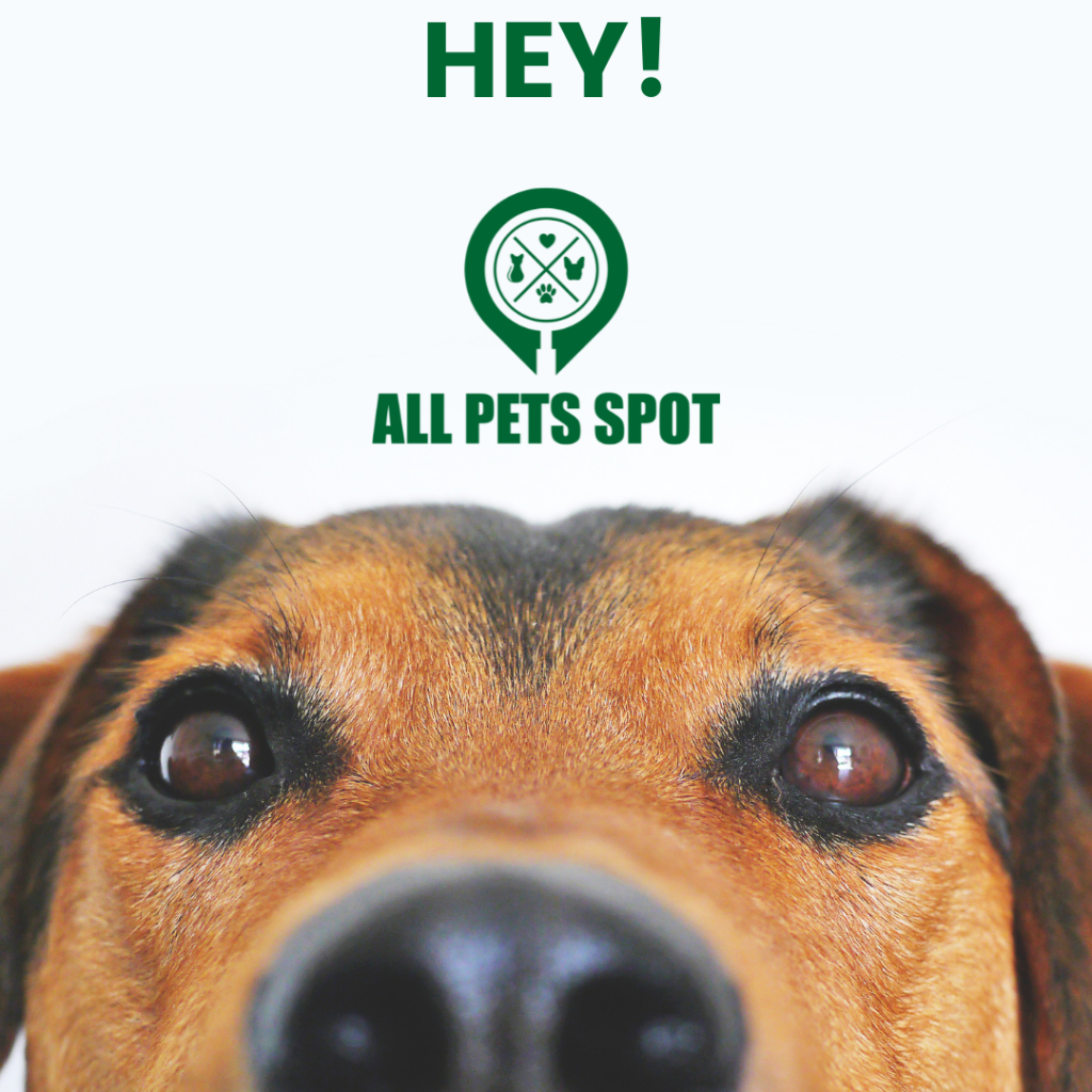 hey all pets spot